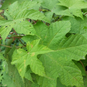 Hydrangea quercifolia Alice - Hortensia à feuilles de chêne blanc - feuillage