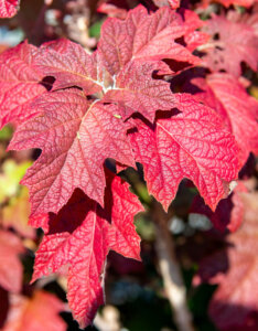 Hydrangea quercifolia - Hortensia à feuilles de chêne - feuillage automnal