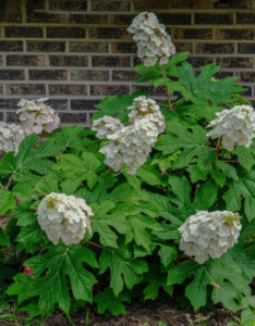 Hydrangea quercifolia - Hortensia à feuilles de chêne - vue d'ensemble