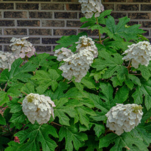Hydrangea quercifolia - Hortensia à feuilles de chêne - vue d'ensemble
