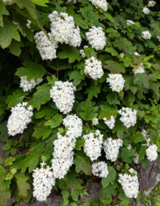 Hydrangea quercifolia - Hortensia à feuilles de chêne - Vue d'ensemble