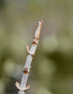 Hydrangea quercifolia Ice Cristal - Hortensia à feuilles de chêne blanc - bois