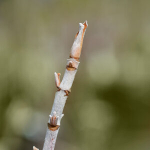 Hydrangea quercifolia Ice Cristal - Hortensia à feuilles de chêne blanc - bois