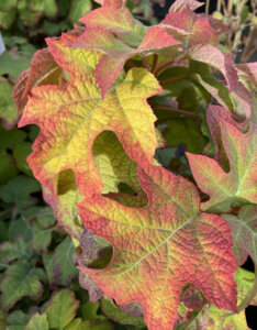 Hydrangea quercifolia Ruby Slippers ® - Hortensia à feuilles de chêne rose - feuillage automnal