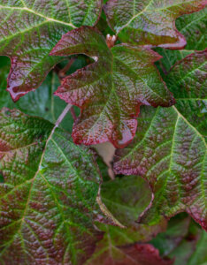 Hydrangea quercifolia Ruby Slippers ® - Hortensia à feuilles de chêne rose - feuillage