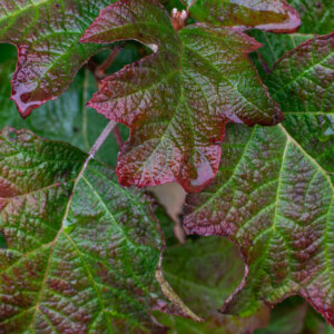 Hydrangea quercifolia Ruby Slippers ® - Hortensia à feuilles de chêne rose - feuillage
