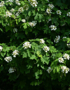 Hydrangea quercifolia Snowqueen ® - Hortensia à feuilles de chêne blanc - Vue d'ensemble
