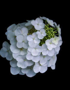 Hydrangea quercifolia Snowqueen ® - Hortensia à feuilles de chêne blanc - inflorescence