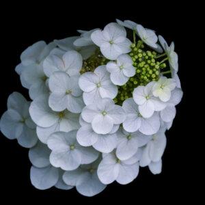 Hydrangea quercifolia Snowqueen ® - Hortensia à feuilles de chêne blanc - inflorescence