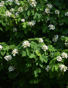 Hydrangea quercifolia Snowqueen ® - Hortensia à feuilles de chêne blanc - Vue d'ensemble