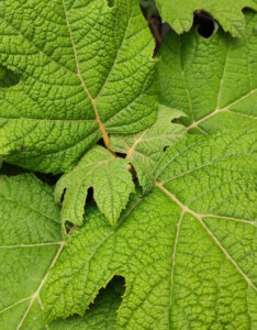 Hydrangea quercifolia Snowqueen ® - Hortensia à feuilles de chêne blanc - feuillage