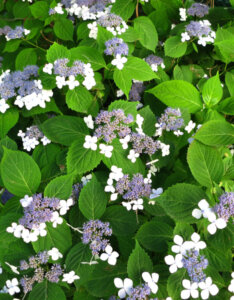 Hydrangea serrata Bluebird - Hortensia de montagne - Hortensia Japonais bleu - inflorescence et feuillage