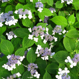 Hydrangea serrata Bluebird - Hortensia de montagne - Hortensia Japonais bleu - inflorescence et feuillage