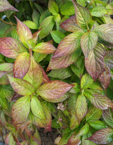 Hydrangea serrata Bluebird - Hortensia de montagne - Hortensia Japonais bleu - feuillage