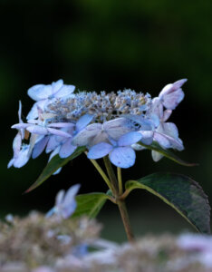 Hydrangea serrata Bluebird - Hortensia de montagne - Hortensia Japonais bleu - Inflorescence
