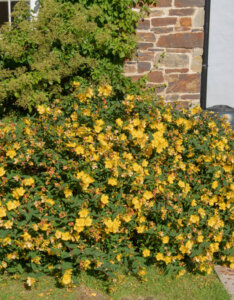 Hypericum Hidcote - Millepertuis arbustif Hidcote - Vue d'ensemble