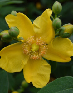 Hypericum Hidcote - Millepertuis arbustif Hidcote - fleur
