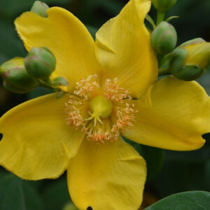 Hypericum Hidcote - Millepertuis arbustif Hidcote - fleur