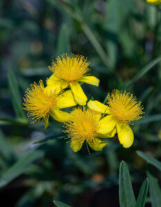 Hypericum kalmianum Gemo - Millepertuis de Kalmian - fleurs