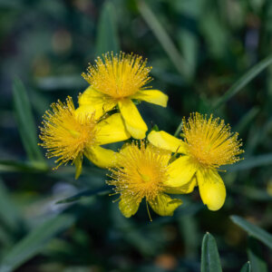 Hypericum kalmianum Gemo - Millepertuis de Kalmian - fleurs
