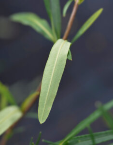 Hypericum kalmianum Gemo - Millepertuis de Kalmian - feuillage