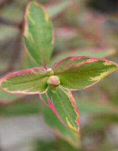 Hypericum moserianum Tricolor - Millepertuis panaché de jaune rose - feuillage