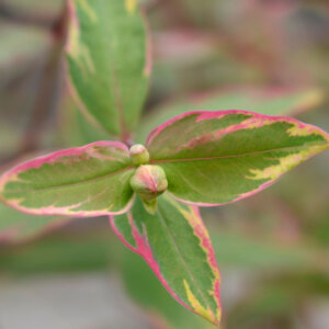 Hypericum moserianum Tricolor - Millepertuis panaché de jaune rose - feuillage