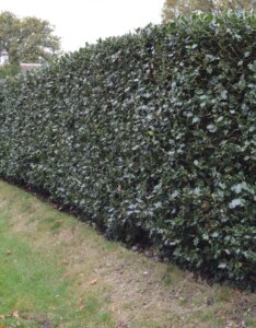 Ilex aquifolium - Houx commun - Haie