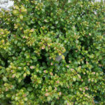 Ilex crenata Convexa - Houx crénelé - feuillage