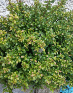 Ilex crenata Convexa - Houx crénelé - feuillage