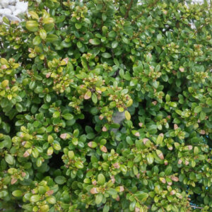 Ilex crenata Convexa - Houx crénelé - feuillage