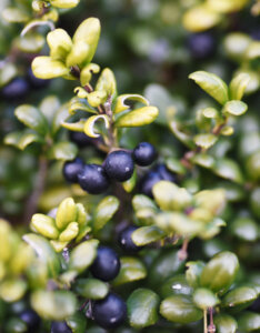 Ilex crenata Convexa - Houx crénelé - Fructification