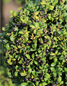 Ilex crenata Convexa - Houx crénelé - fructification