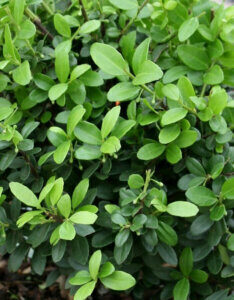 Ilex crenata Dark Green - Houx crénelé