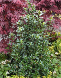 Ilex meserveae Heckenpracht - Houx Américain