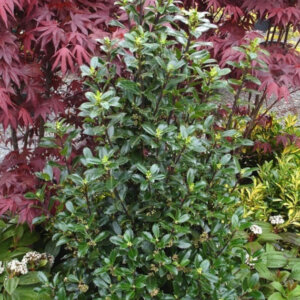 Ilex meserveae Heckenpracht - Houx Américain