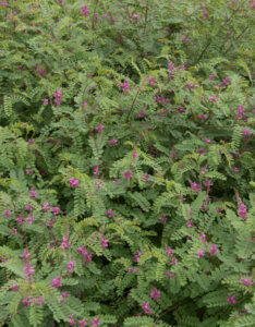 Indigofera heterantha - Indigofera gerardiana - Indigotier rose - vue d'ensemble