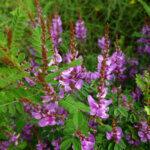 Indigofera heterantha - Indigofera gerardiana - Indigotier rose - fleurs et feuillage