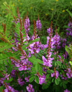 Indigofera heterantha - Indigofera gerardiana - Indigotier rose - fleurs et feuillage