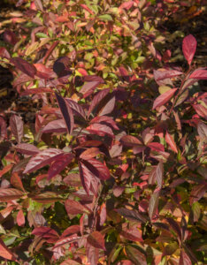 Itea virginica Henry's Garnet - Itéa de Virginie - feuillage automnal