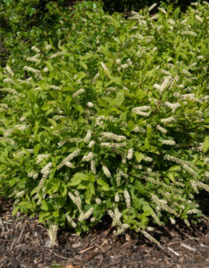 Itea virginica Henry's Garnet - Itéa de Virginie - Vue d'ensemble