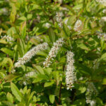 Itea virginica Henry's Garnet - Itéa de Virginie - inflorescences et feuillage