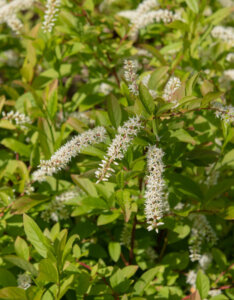 Itea virginica Henry's Garnet - Itéa de Virginie - inflorescences et feuillage