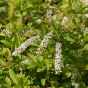 Itea virginica Henry's Garnet - Itéa de Virginie - inflorescences et feuillage
