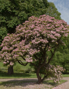 Kalmia latifolia – Laurier des montagnes - Vue d'ensemble
