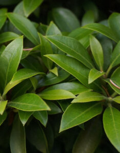 Kalmia latifolia – Laurier des montagnes - feuillage