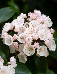Kalmia latifolia – Laurier des montagnes - fleurs