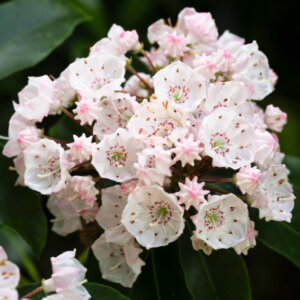 Kalmia latifolia – Laurier des montagnes - fleurs