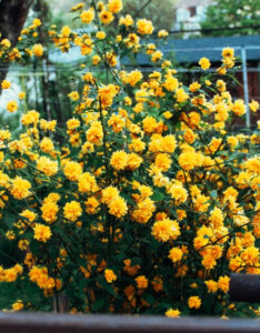 Kerria japonica Pleniflora Corête du Japon - vue d'ensemble