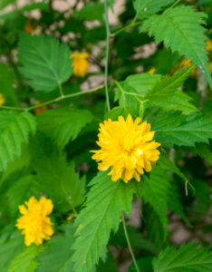 Kerria japonica Pleniflora Corête du Japon - fleurs et feuillage